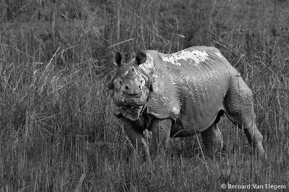 Single horned rhino wikipedia