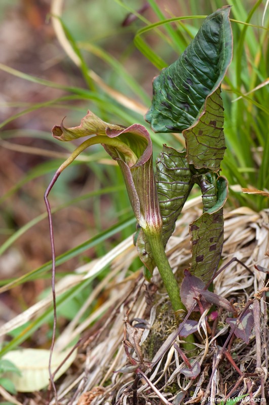 Cobra Lily Bernard Van Elegem