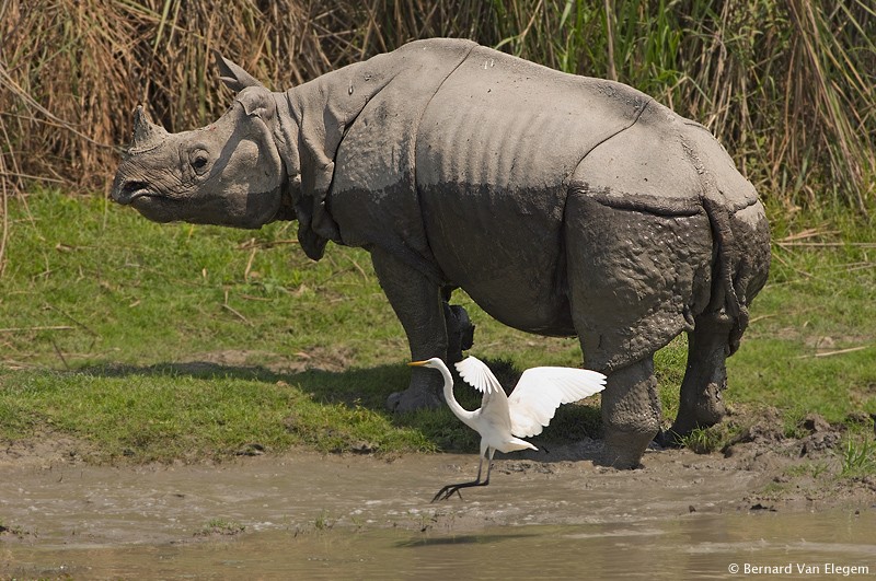 Single horned rhino wikipedia