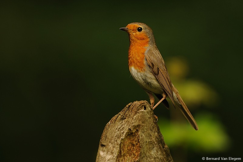 Robin Bernard Van Elegem