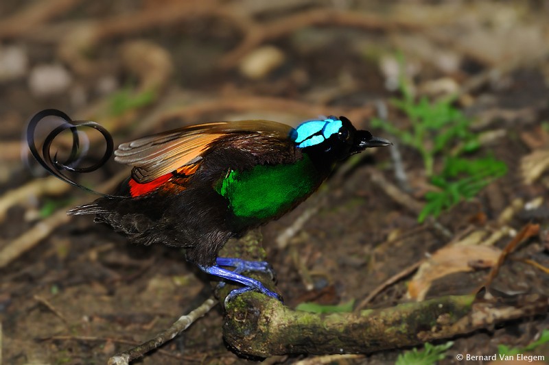 Planet Earth 2 Wilson's Bird Of Paradise Wilson's Bird of Paradise | Bernard Van Elegem