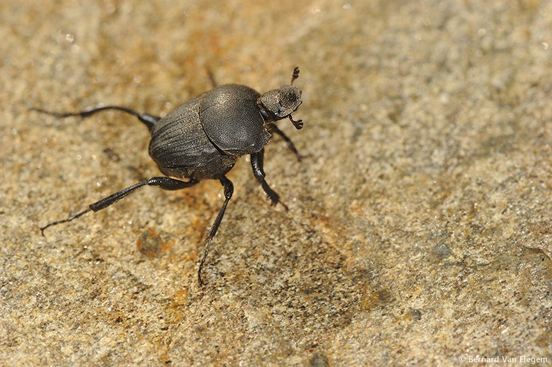 Single horned beetle