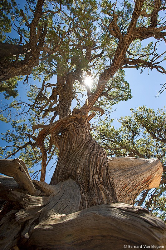 Old Juniper Tree | Bernard Van Elegem