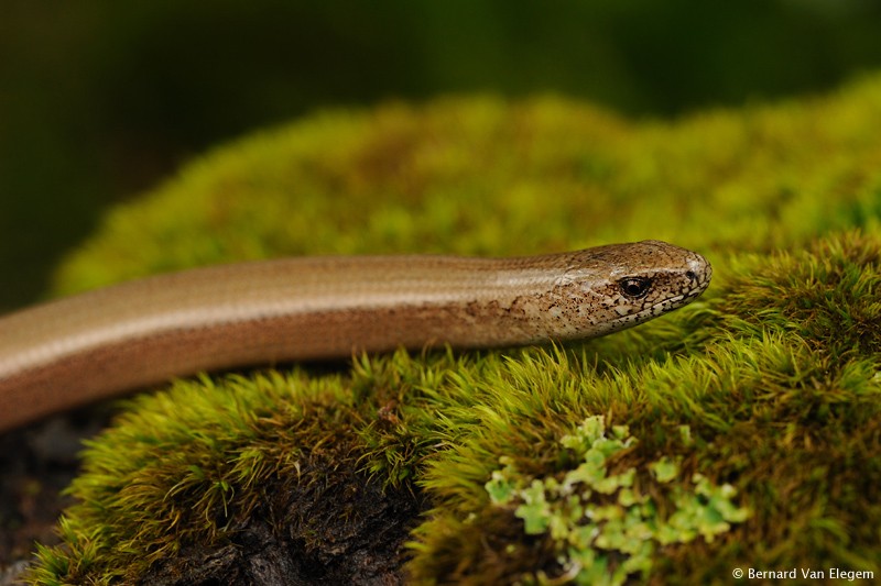 Slow Worm male Bernard Van Elegem