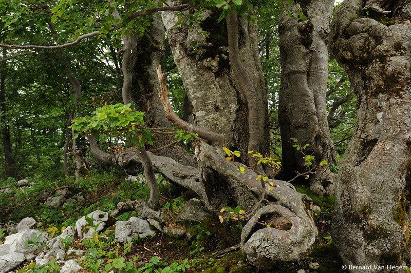 coppice growth coppice growth