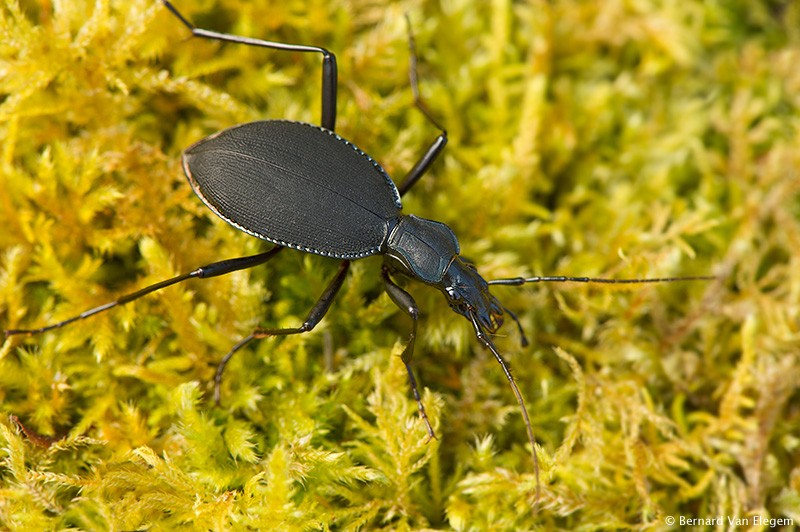 what do beetles eat in the rainforest what do beetles eat in the rainforest