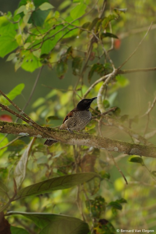 Superb Bird of Paradise | Bernard Van Elegem
