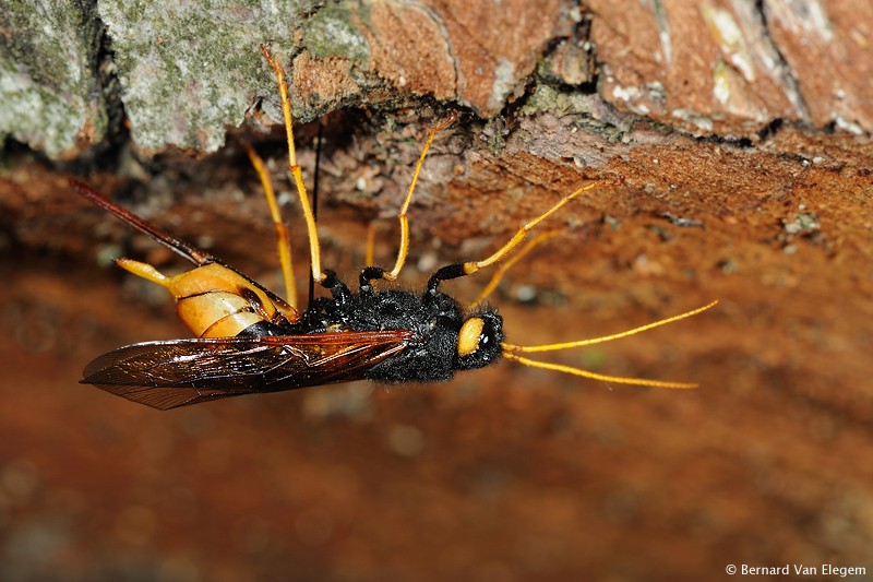 Giant Woodwasp, Banded Horntail Bernard Van Elegem