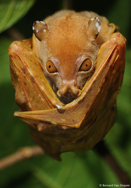 Common Tube-nosed Bat | Bernard Van Elegem