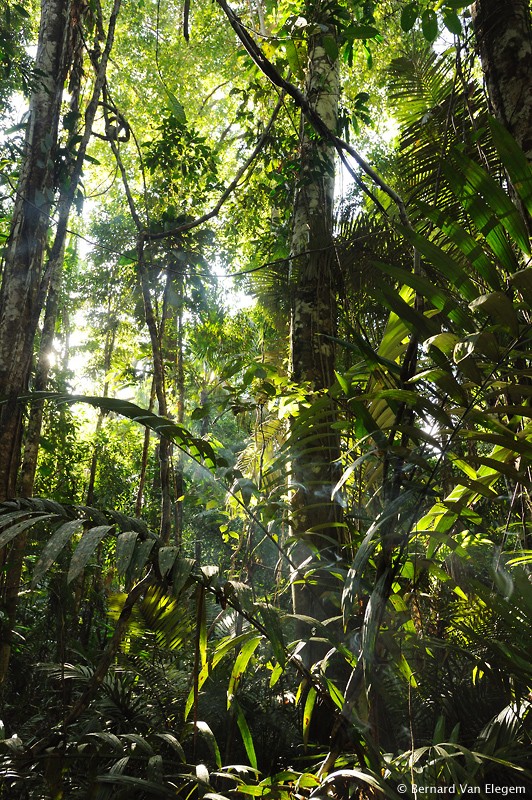 the forest beyond contact the forest beyond contact