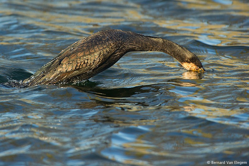 Diving Great Cormorant Bernard Van Elegem