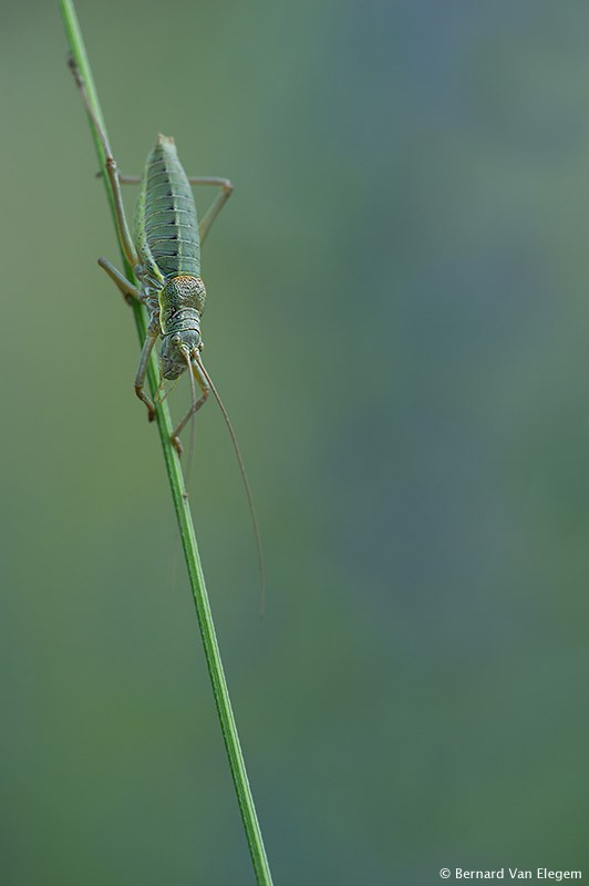 The Grasshopper by Bernard Suits The Grasshopper by Bernard Suits