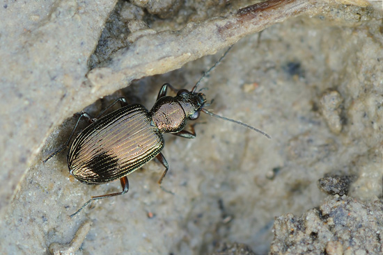 Bembidion punctulatum